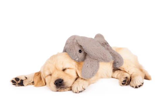Picture of COZY Dog Bunny 30cm