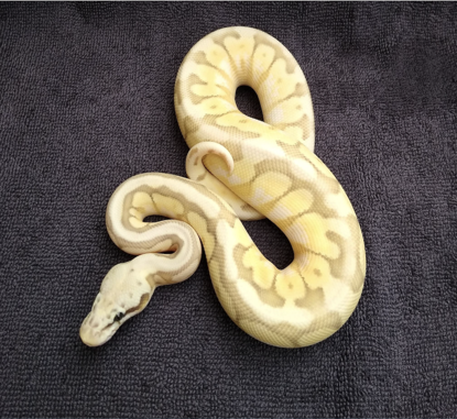 Picture of Konga Python - Queenbee 1.0