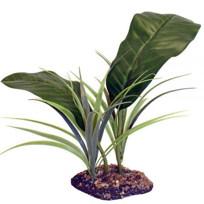 Picture of Komodo Evergreen Canopy Planta 35cm