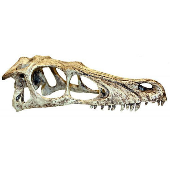 Picture of Komodo Raptor Skøltur 32x13x11cm