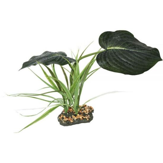 Billede af Komodo Woodland Canopy Planta 42cm