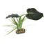 Billede af Komodo Woodland Canopy Planta 42cm