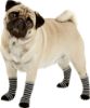 Billede af PET SOCKS 4 PCS/SET XS BLACK/GREY