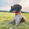 Billede af Chuckit Super Crunch Ball M