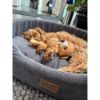 Billede af Nordic Paws, Ovie,  70x56 cm.