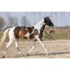 Billede af Excellent Horse Hi Gloss Glitter Spray Pink 250 ml