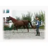 Billede af Lunge Whip soft lux black with muskuton 8 m Red