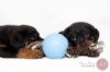 Billede af Jolly Ball Romp-n-Roll 15cm Baby Blue (Blue Berry 