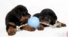 Billede af Jolly Ball Romp-n-Roll 15cm Baby Blue (Blue Berry 