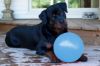 Billede af Jolly Ball Bounce-n Play 20cm Baby Blue (Blue Berr