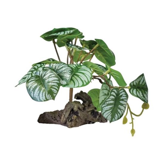 Billede af Repto Plant On Deco Begonia  19x19x19cm
