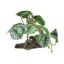 Billede af Repto Plant On Deco Begonia  19x19x19cm