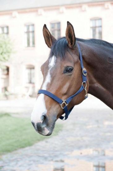 Billede af Horseguard Nylon Gríma Cob Navy