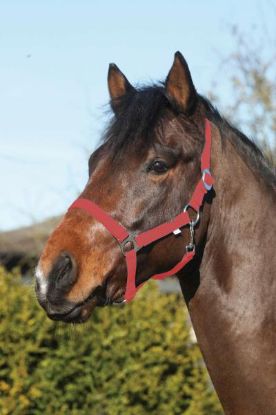 Billede af Horseguard Nylon Gríma Cob Reyð