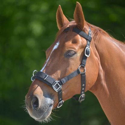 Billede af Waldhausen Kapsun Cob Svørt