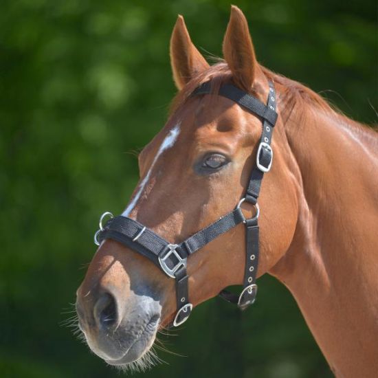 Billede af Waldhausen Kapsun Cob Svørt