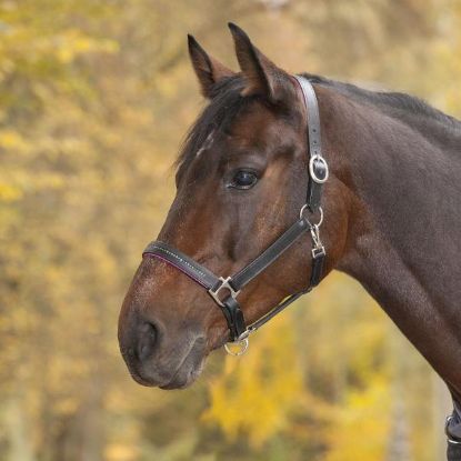 Billede af Waldhausen Leðurgríma við gimsteinum Cob Svart/hví