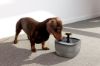 Billede af DRINKING Fountain Flow 2L