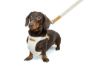 Billede af Hunda seli Step&Go Lara Beige M 30-35cm 41-44cm
