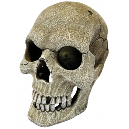 Billede af Repto Deco Human Skull XL 16x22x20cm