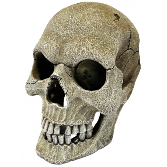 Billede af Repto Deco Human Skull XL 16x22x20cm