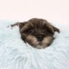 Billede af Soft Cloud Donut Hundasong S 45-50cm