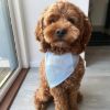 Billede af Mín fyrsti føðingardagur Bandana 58cm Ljósablátt