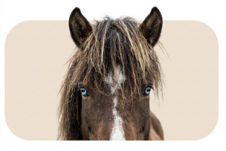 Billede til varegruppe Ross